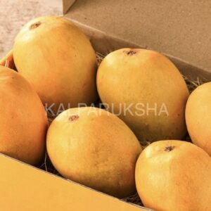 Premium Export-Quality Alphonso Mangoes (Carbide-Free) - ಪ್ರೀಮಿಯಂ ರಫ್ತು ಗುಣಮಟ್ಟದ "ಆಫೂಸ್ ಬಾದಾಮಿ" ಮಾವಿನ ಹಣ್ಣುಗಳು (ಕಾರ್ಬೈಡ್ ಮುಕ್ತ)