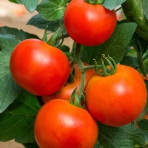 Desi tamato ( 500 g)